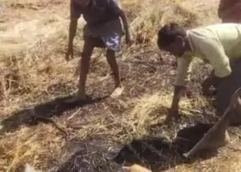 खलिहान में ट्रैक्टर-ट्राली पर रखी थी सरसों की फसल, में आग लगने से हजारो का नुकसान।