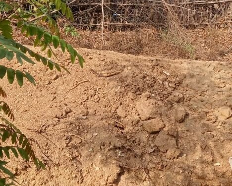 वन दरोगा ने जंगल के धारा 20 में कब्जा करा दिया करोड़ों की सरकारी जमीन।।