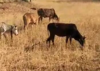 दबंगों ने पशुओं से चराया खड़ी फसल, दिया फर्जी केश में फँसाने की धमकी।
