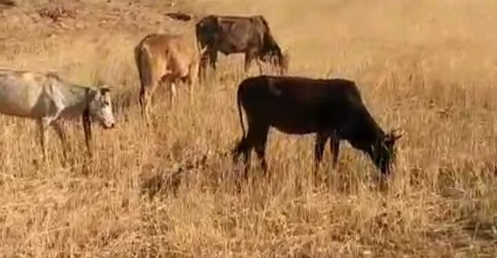 दबंगों ने पशुओं से चराया खड़ी फसल, दिया फर्जी केश में फँसाने की धमकी।