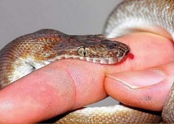 बालक ने सांप की पूंछ को रस्सी समझकर पकड़ा, सांप ने काटा, मौत ।