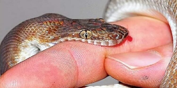 बालक ने सांप की पूंछ को रस्सी समझकर पकड़ा, सांप ने काटा, मौत ।