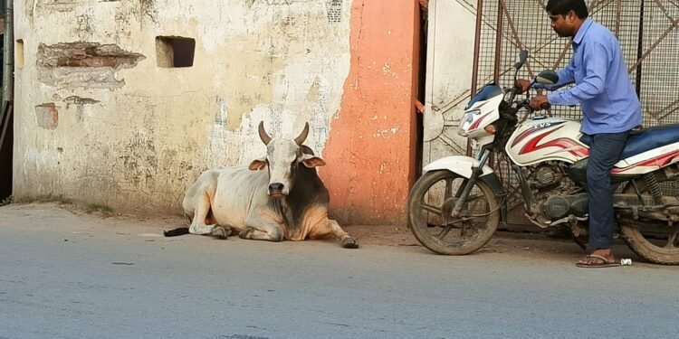दुद्धी की सड़कों पर आवारा की तरह छुट्टे घूम रहे पशुओं पर कब लगेगी लगाम, पशु स्वामियों पर कब कसेगी शिंकजा।