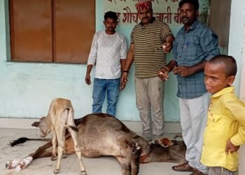 अज्ञात वाहन के धक्के से घायल गाय की बजरंग दल के प्रयास से बची जान ।।