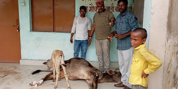 अज्ञात वाहन के धक्के से घायल गाय की बजरंग दल के प्रयास से बची जान ।।