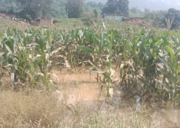 सोननदी में बाढ़ से फसलों को भारी नुकसान, सैकड़ों किसान प्रभावित।