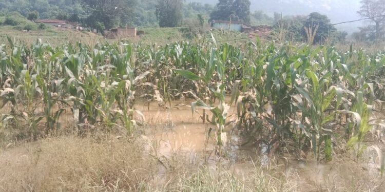 सोननदी में बाढ़ से फसलों को भारी नुकसान, सैकड़ों किसान प्रभावित।