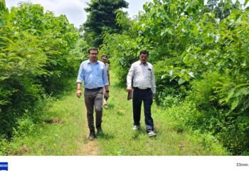 उप प्रभागीय वनाधिकारी ने गड़िया पौध रोपण का किया निरीक्षण।
