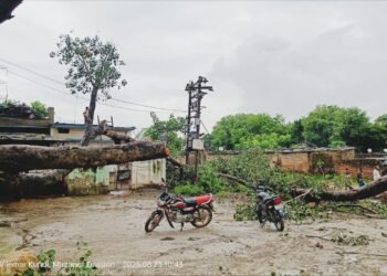 लगातार बारिश होने से गिरा वर्षों पुराना पीपल का पेड़, मची अफरा तफरी।