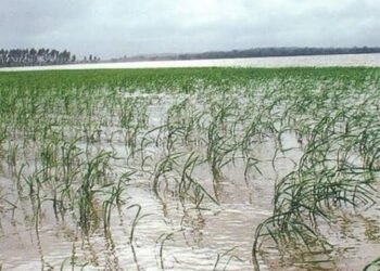 बारिश से धान की फसल पर मिला-जुला असर, किसानों की चिंता और राहत दोनों।