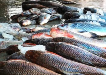 प्रतिबंध के बाद भी रिहन्द जलाशय से मारी जा रही मछलियां, माफिया सक्रिय ।।