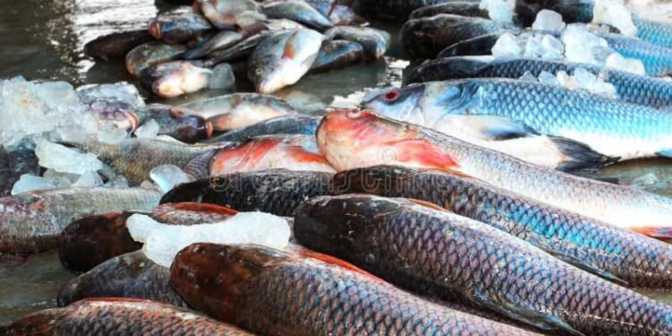 प्रतिबंध के बाद भी रिहन्द जलाशय से मारी जा रही मछलियां, माफिया सक्रिय ।।