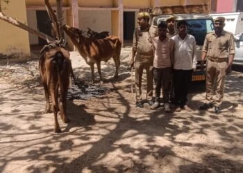 रामगढ़(पन्नुगंज) पुलिस अधीक्षक के निर्देशन में थाना पन्नूगंज द्वारा किया गया गोबध गौ के साथ गिरफ्तार।।