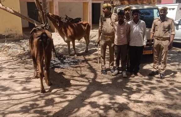 रामगढ़(पन्नुगंज) पुलिस अधीक्षक के निर्देशन में थाना पन्नूगंज द्वारा किया गया गोबध गौ के साथ गिरफ्तार।।