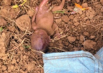 :मानवता को शर्मशार करने वाली घटना, नवजात शिशु को जिन्दा जमीन में दफनाया।