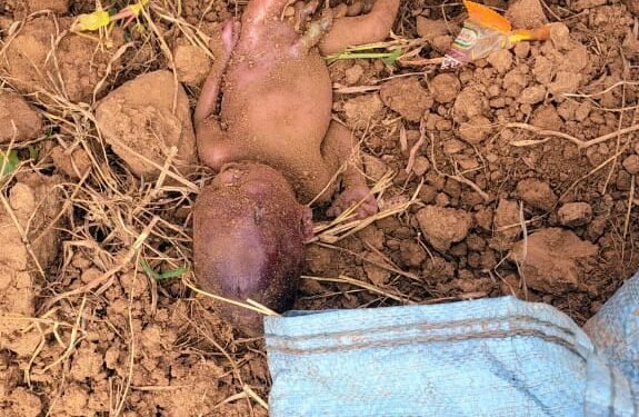 :मानवता को शर्मशार करने वाली घटना, नवजात शिशु को जिन्दा जमीन में दफनाया।