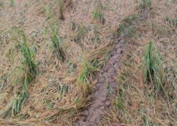 मूसलाधार बारिश का कहर, धान की फसल बर्वाद अन्नदाता चिंतित ।।