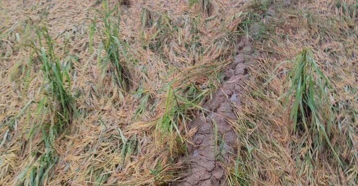 मूसलाधार बारिश का कहर, धान की फसल बर्वाद अन्नदाता चिंतित ।।