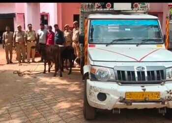 एसपी अभिषेक वर्मा के निर्देशन में रायपुर पुलिस को मिली बड़ी सफलता, 6 गो वंश बरामद।