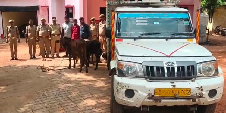 एसपी अभिषेक वर्मा के निर्देशन में रायपुर पुलिस को मिली बड़ी सफलता, 6 गो वंश बरामद।