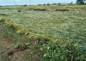 सोनभद्र में तबाही — तेजस्वी संगठन न्यास ने की फसल क्षति सर्वे व मुआवजा की मांग।।