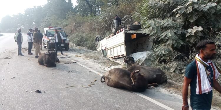 भैंस लदी पिकअप अनियंत्रित टैंकर से टकराई।