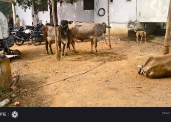 पशु तस्करी में पिकअप धराये, केस दर्ज।