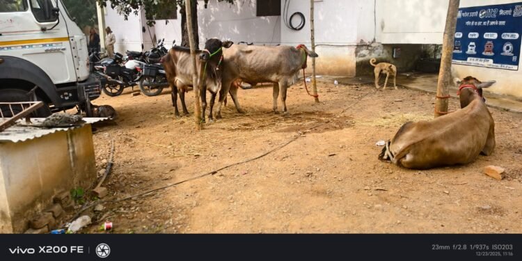पशु तस्करी में पिकअप धराये, केस दर्ज।