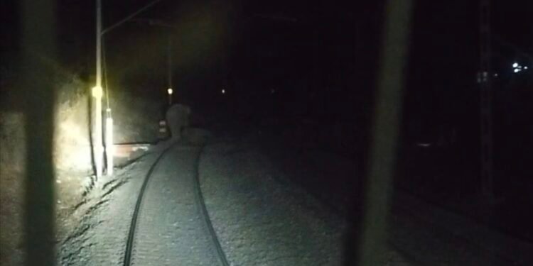 ट्रेन के चपेट आया जंगली हाथी, झुंड ने ट्रेक को घेरा।