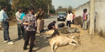 अनियंत्रित बोलेरो का कहर: राहगीर समेत चार मवेशी चपेट में, युवक गंभीर हालत में रेफर ।।