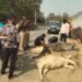 अनियंत्रित बोलेरो का कहर: राहगीर समेत चार मवेशी चपेट में, युवक गंभीर हालत में रेफर ।।