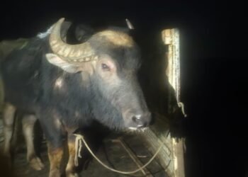 गोवंश तस्करी के खिलाफ अभियान में पिकअप और भैंसा बरामद केस दर्ज