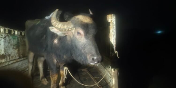 गोवंश तस्करी के खिलाफ अभियान में पिकअप और भैंसा बरामद केस दर्ज
