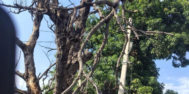 चक्रवाती तूफान का कहर 24 घण्टा से बिजली सप्लाई बंद कई जगह पोल तार जमीनदोज।