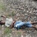 कटौधी रेलवे ट्रैक के किनारे मिला युवक का शव, पहचान में जुटी पुलिसट्रेन से गिरकर मौत की आशंका, शव जिला अस्पताल की मोर्चरी में सुरक्षित रखा गया।